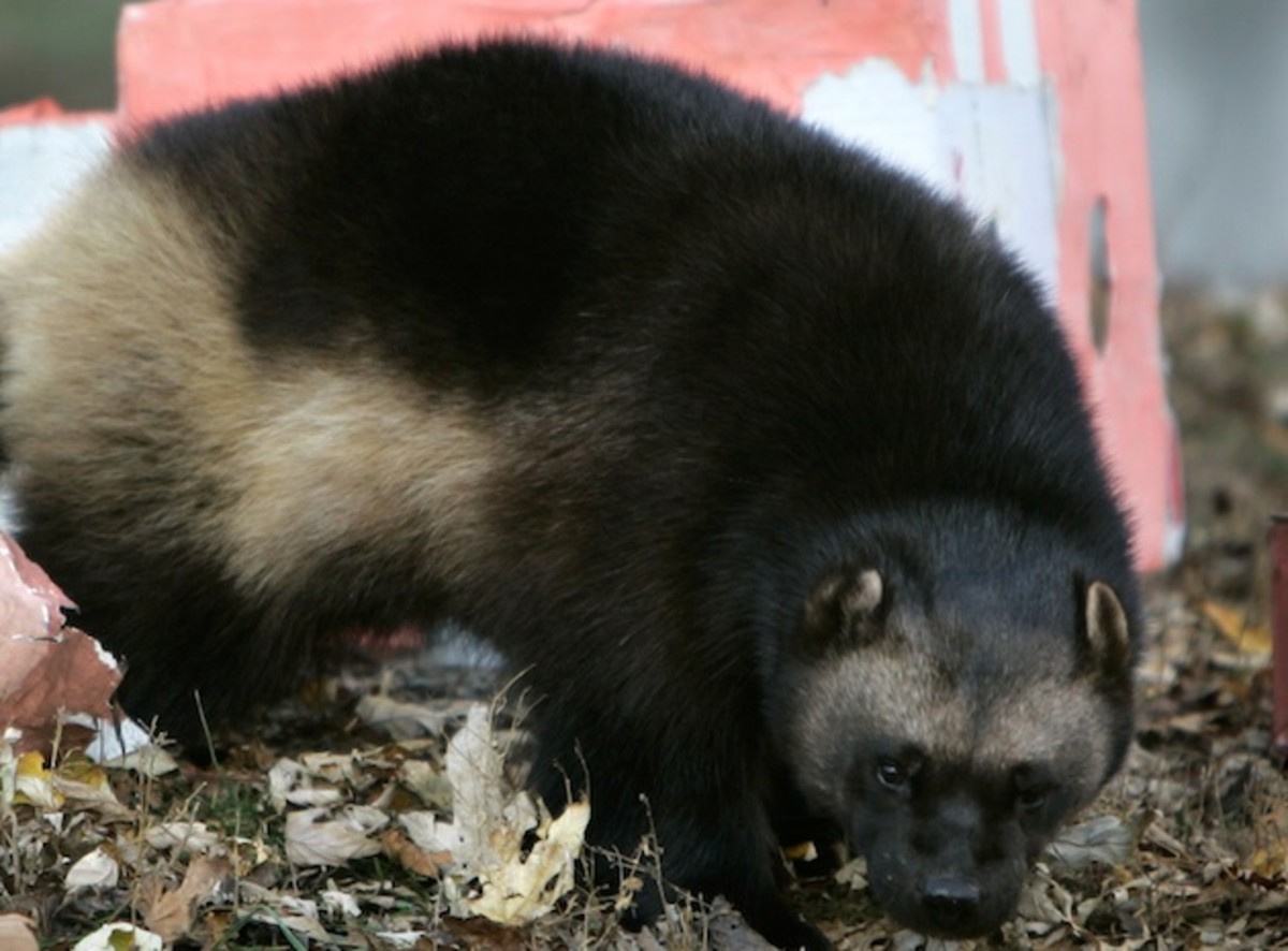 Wolverine.